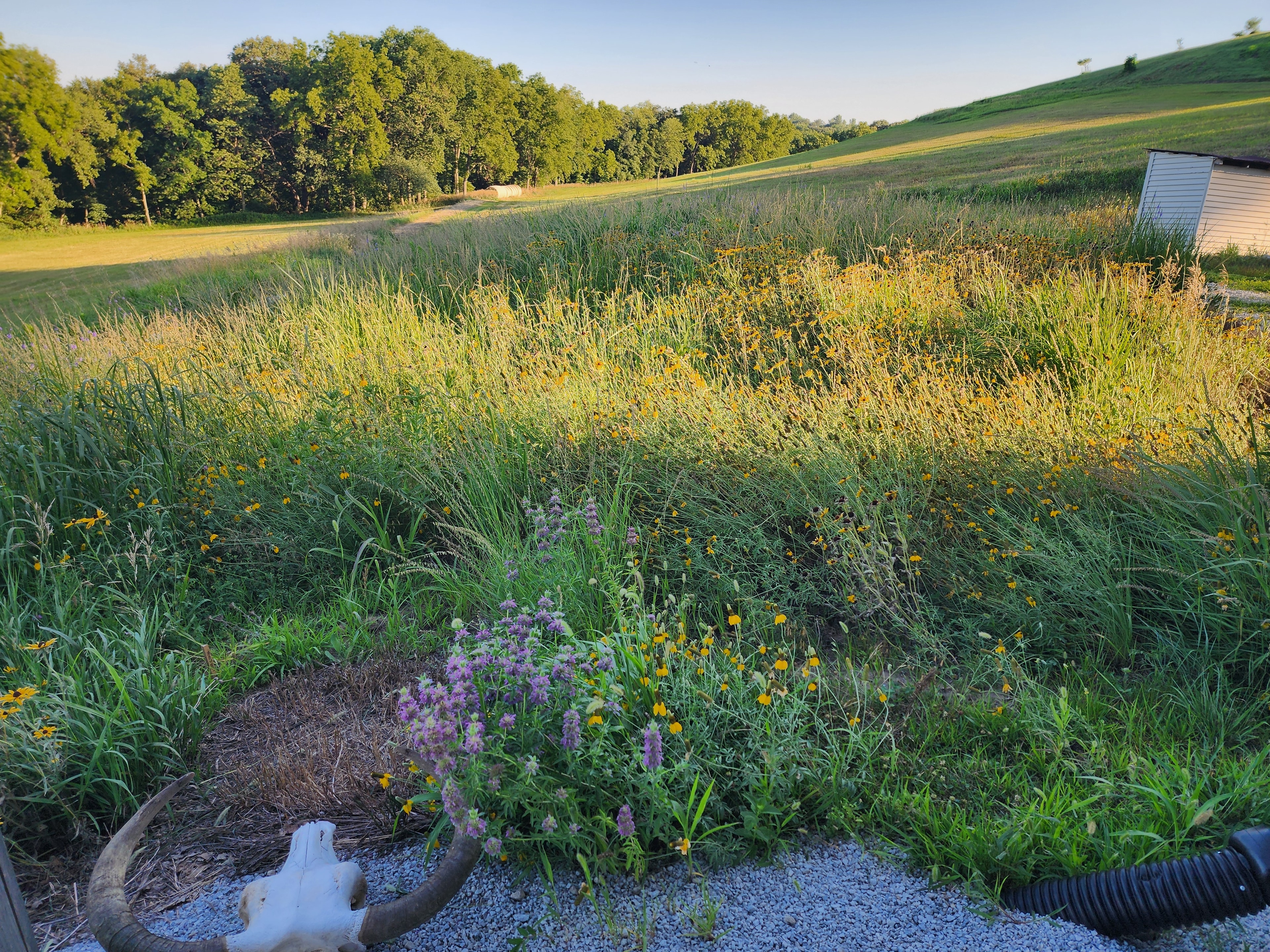 Native prairie meadow with yellow wildflowers and lush grasses